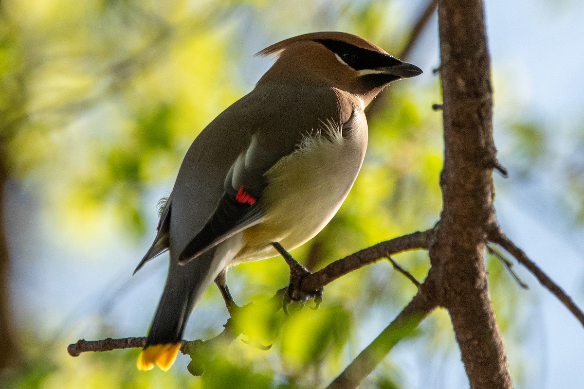 Cedar Waxwing - ML638858725