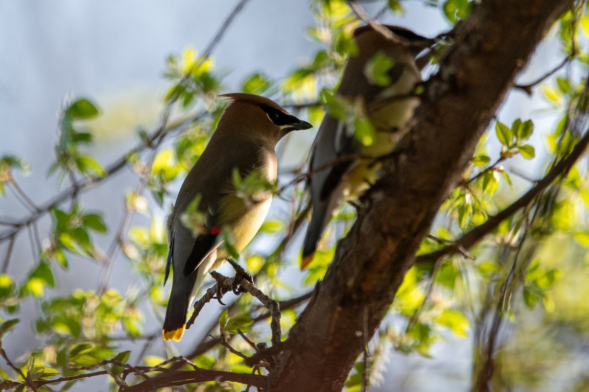 Cedar Waxwing - ML638858726