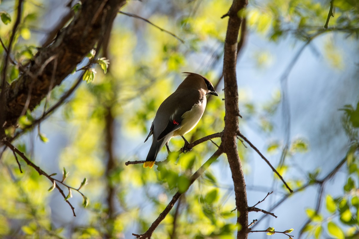 Cedar Waxwing - ML638858728