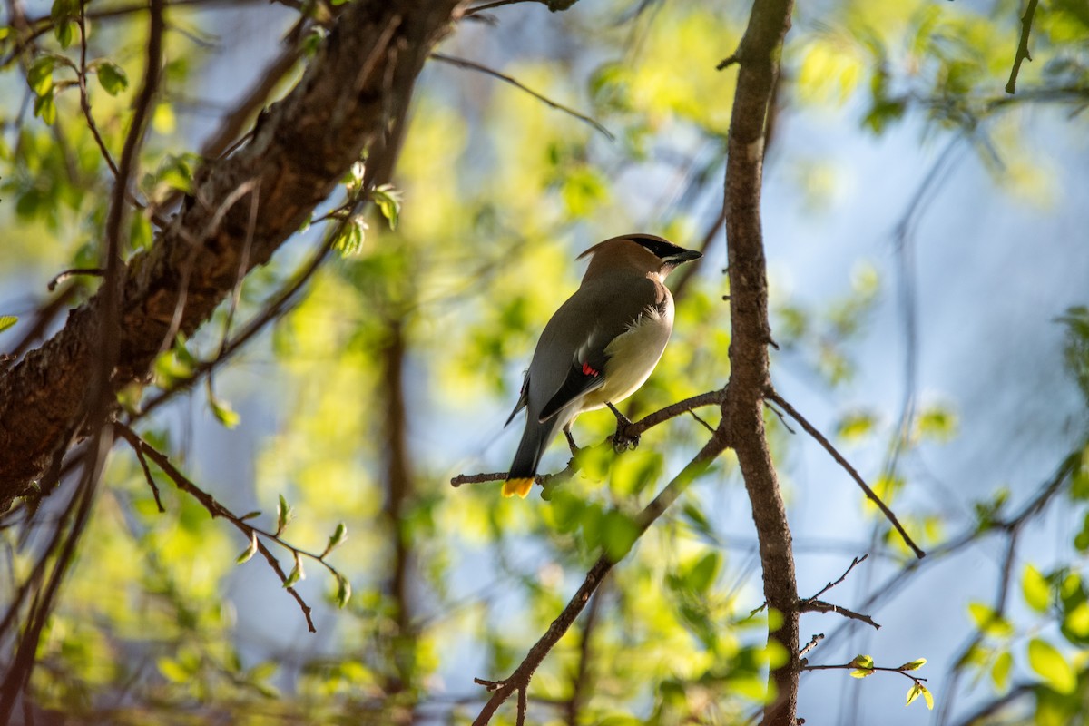 Cedar Waxwing - ML638858729