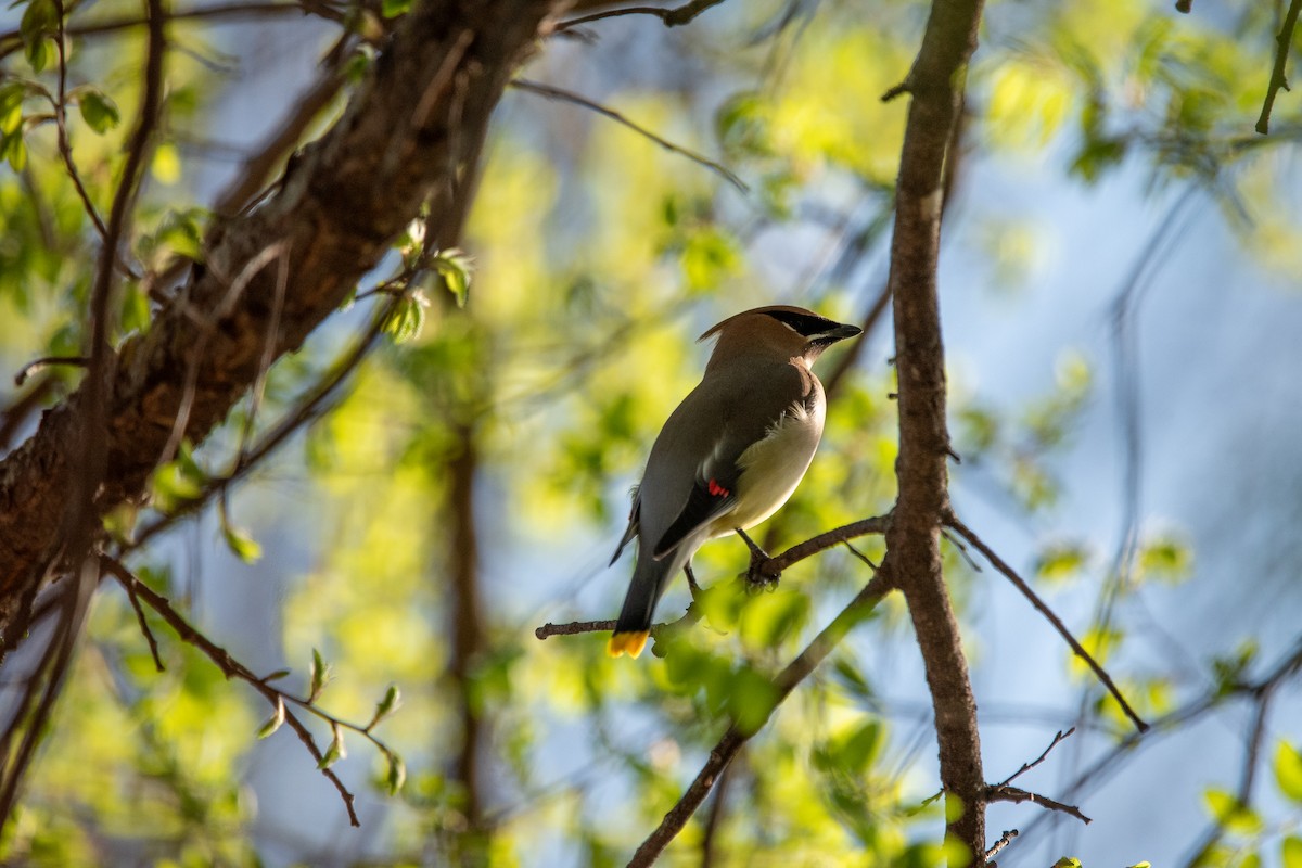 Cedar Waxwing - ML638858730