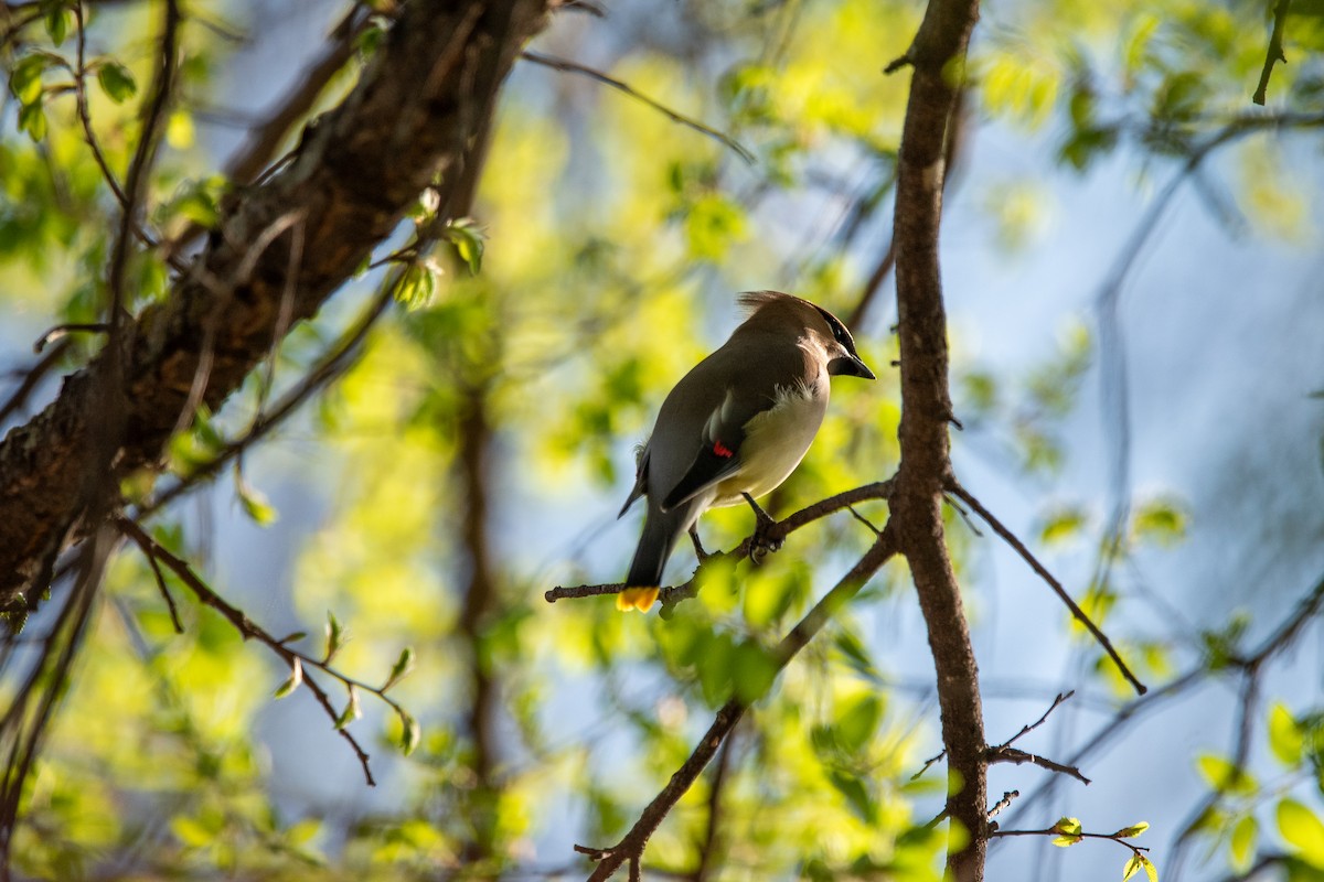 Cedar Waxwing - ML638858734