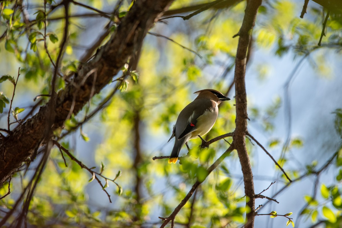Cedar Waxwing - ML638858735