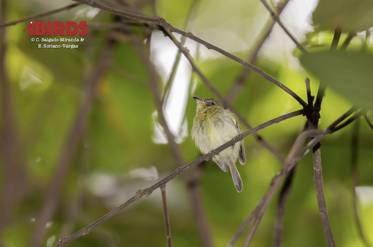 Southern Bentbill - ML638858736