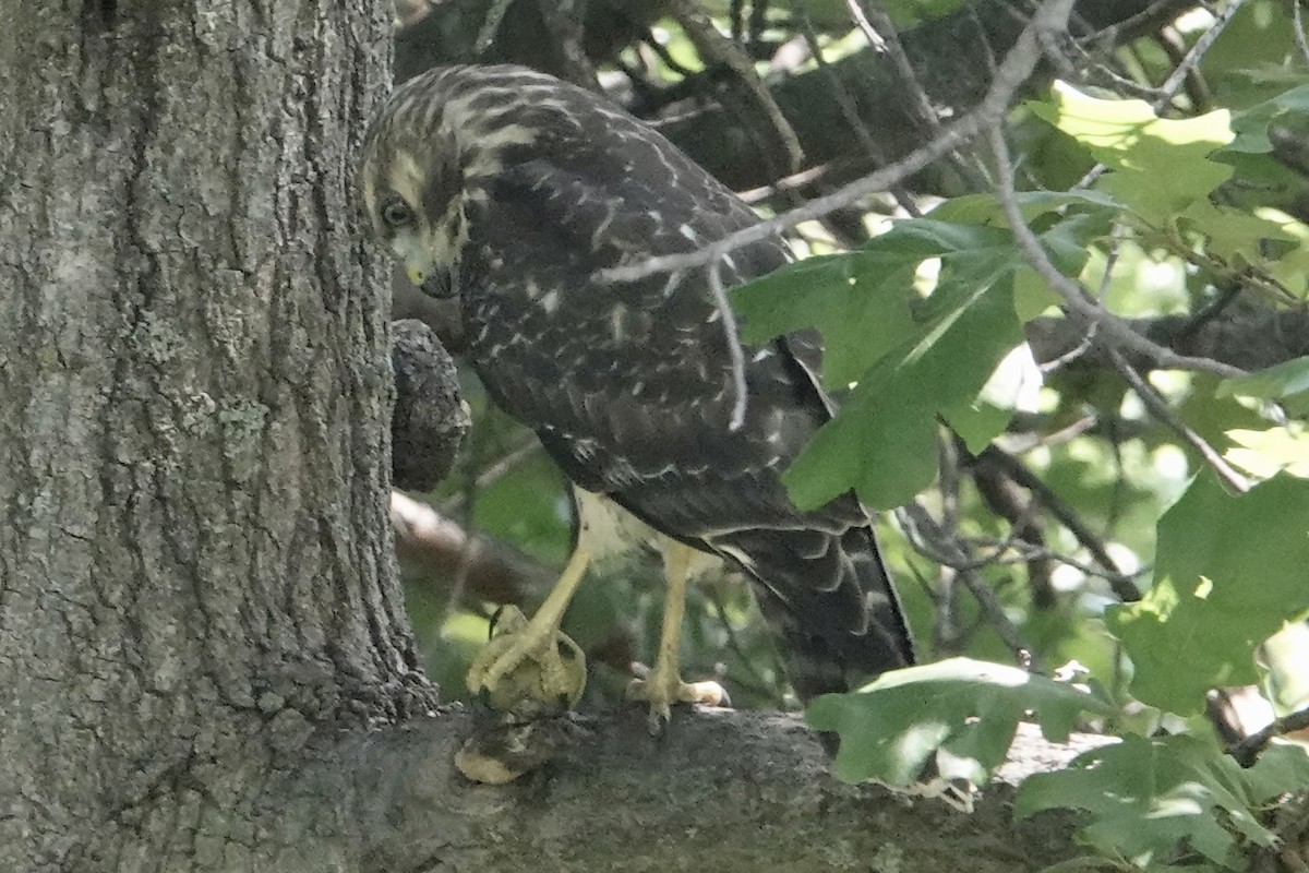 Red-shouldered Hawk - ML638858746