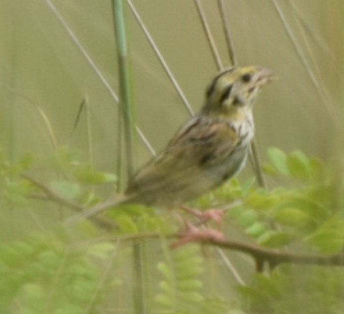 Henslow's Sparrow - ML638858790