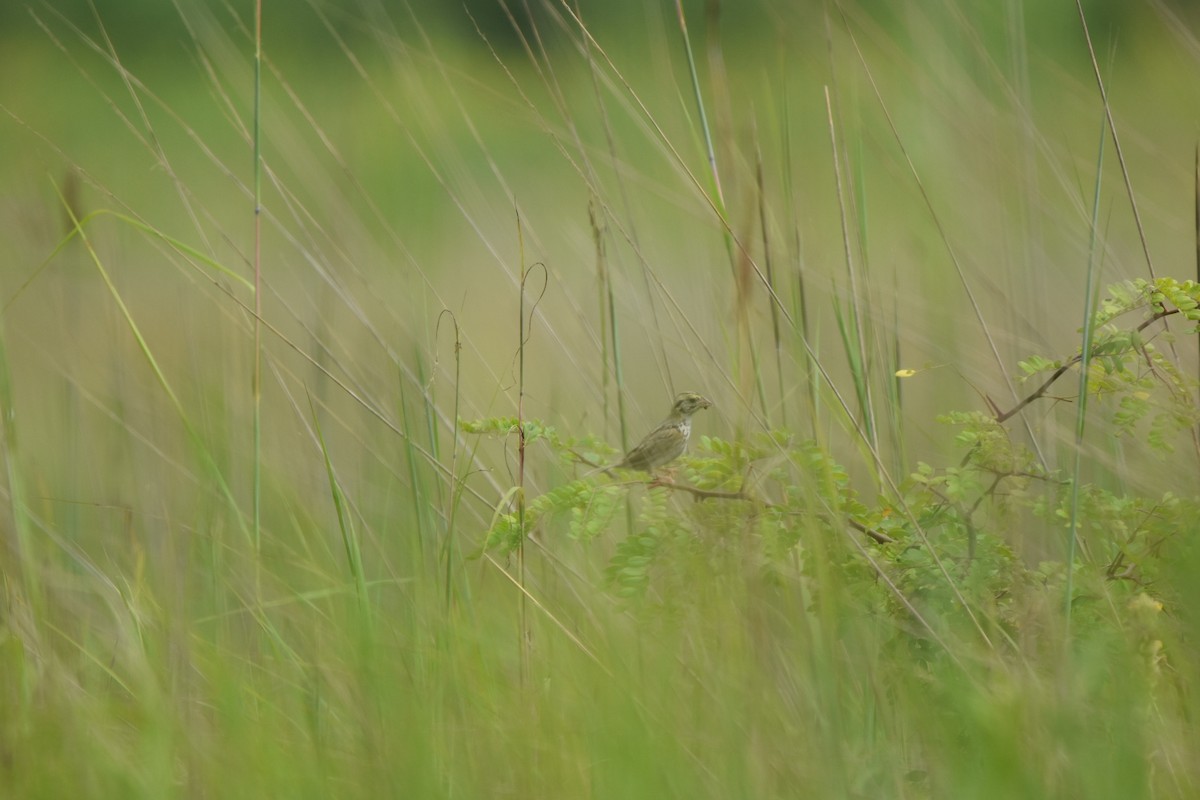 Henslow's Sparrow - ML638858791