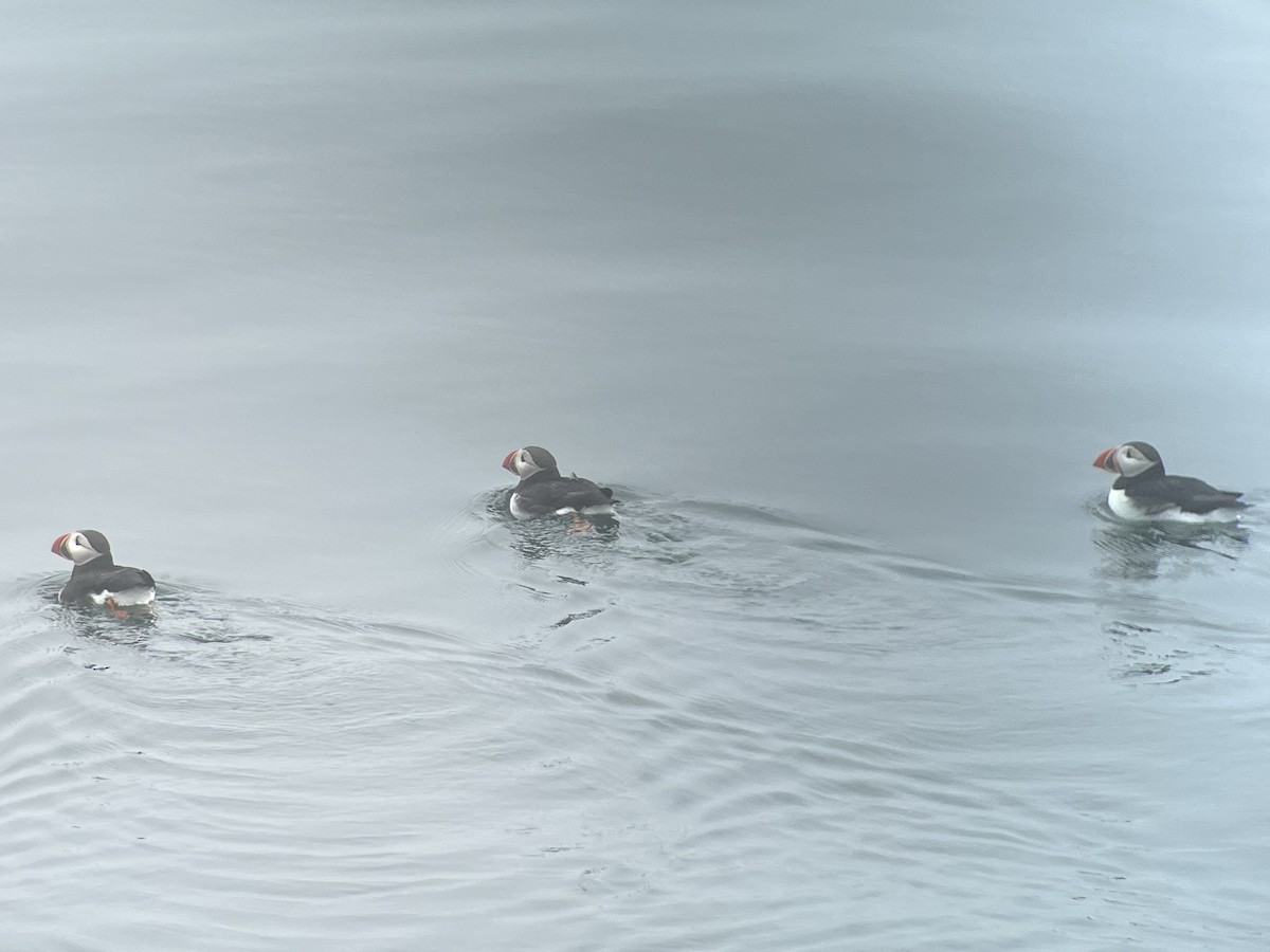 papuchalk severní - ML638858903