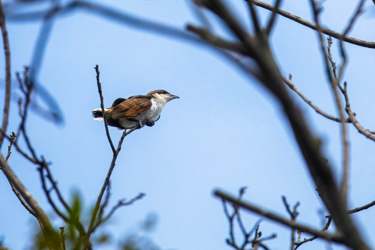 Yellow-billed Cuckoo - ML638858923