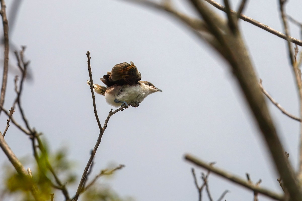 Yellow-billed Cuckoo - ML638858924