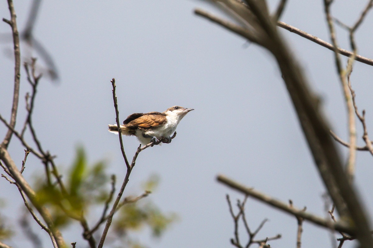 Yellow-billed Cuckoo - ML638858925