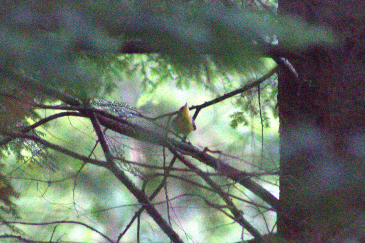 Canada Warbler - ML638858958