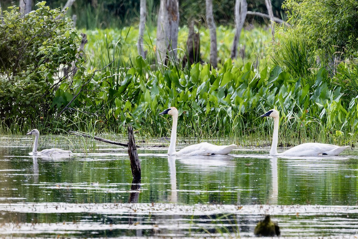 Trumpeter Swan - ML638858959