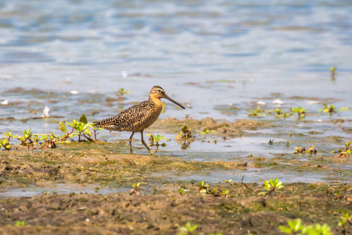 Short-billed Dowitcher - ML638858980