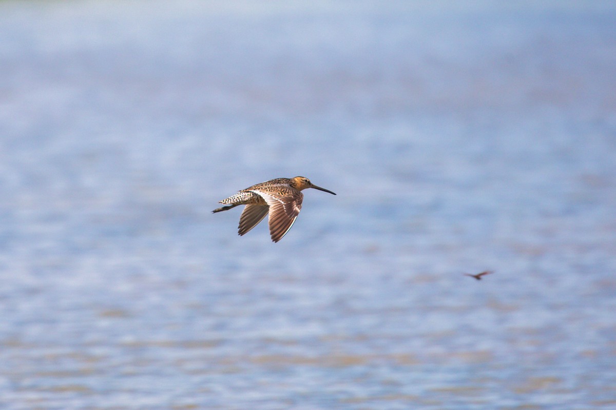 Short-billed Dowitcher - ML638858981