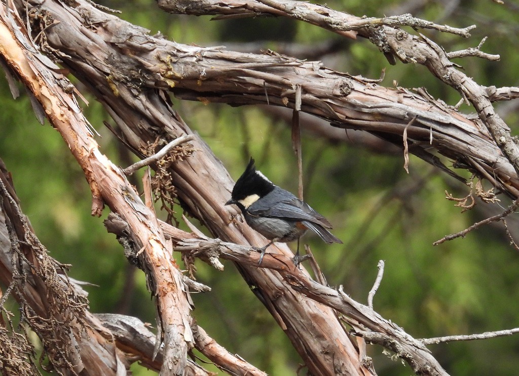 Rufous-vented Tit - ML638859013