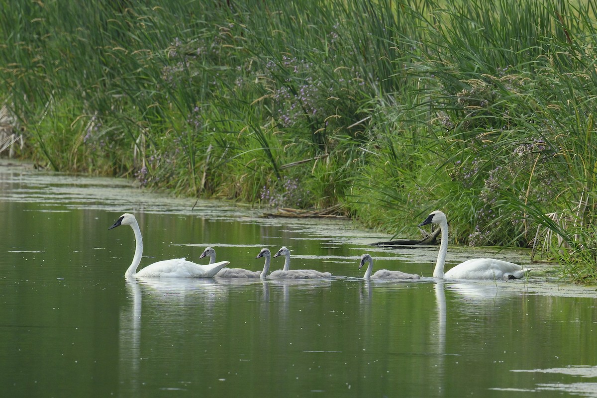 Trumpeter Swan - ML638859065
