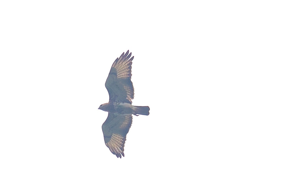 Red-necked Buzzard - ML638859076