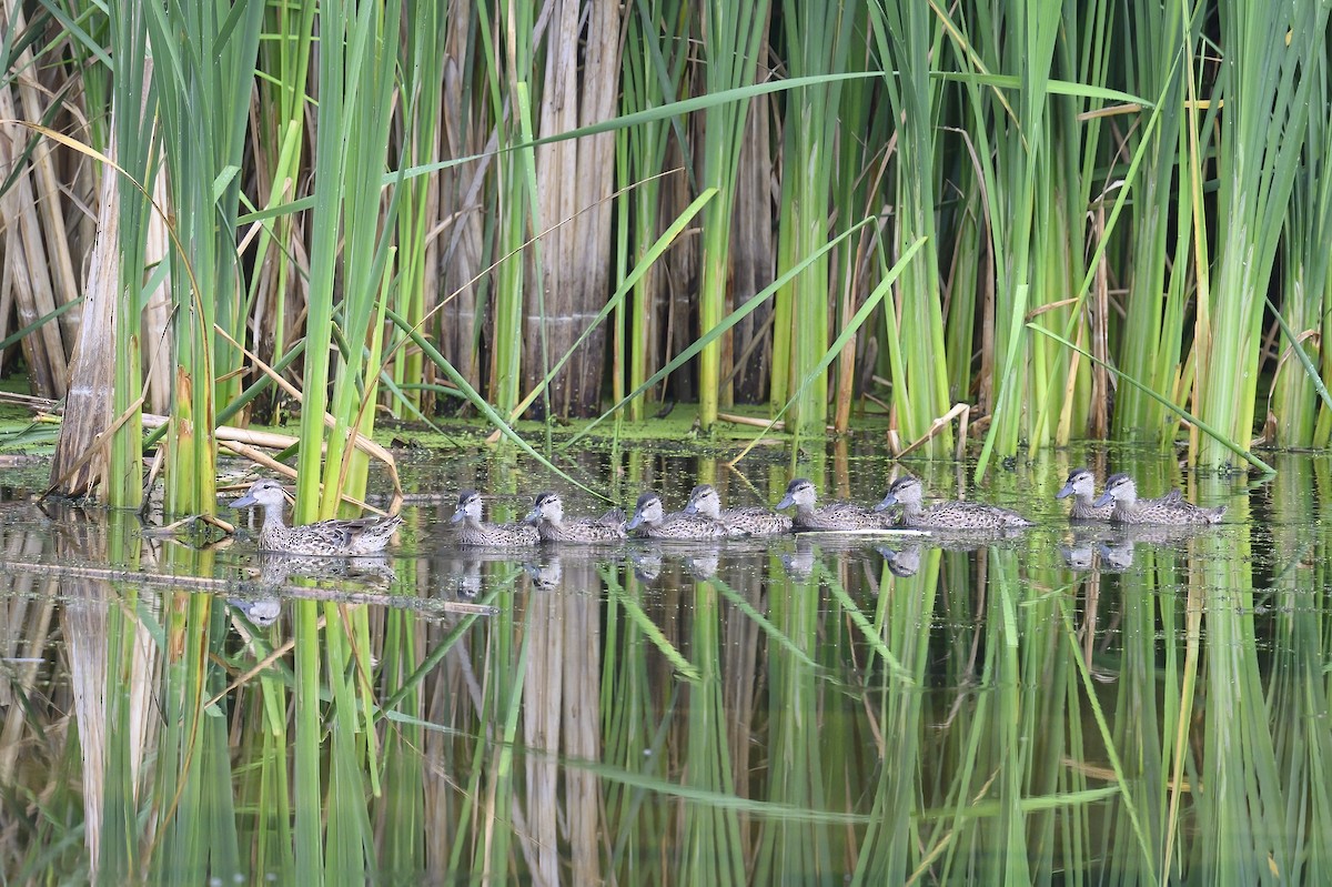 Blue-winged Teal - ML638859096