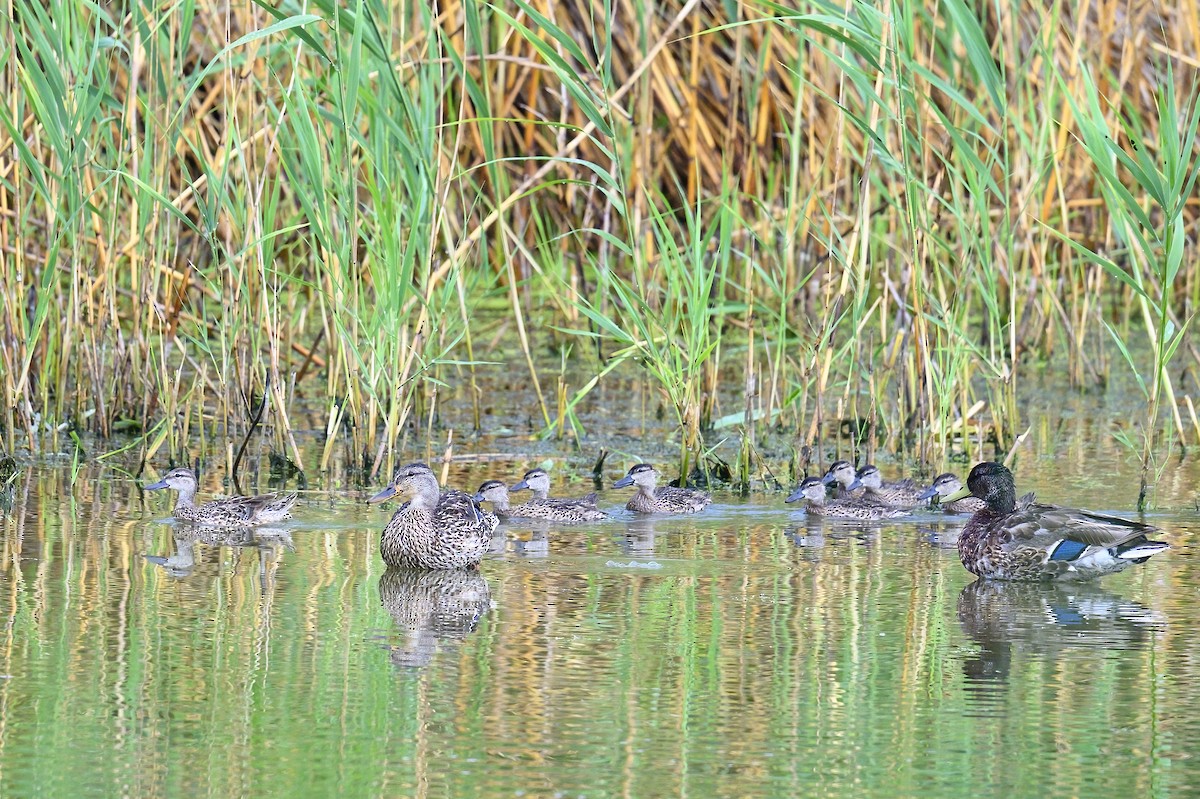 Blue-winged Teal - ML638859097