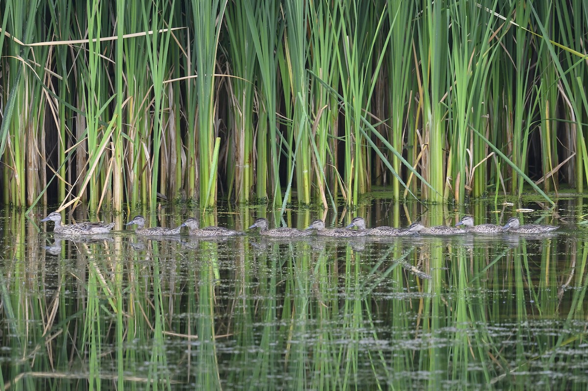 Blue-winged Teal - ML638859099