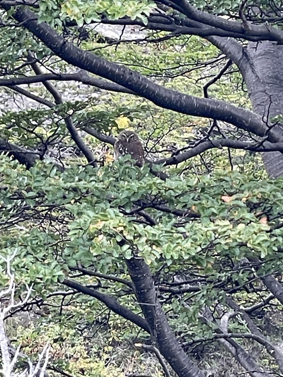 Austral Pygmy-Owl - ML638859111