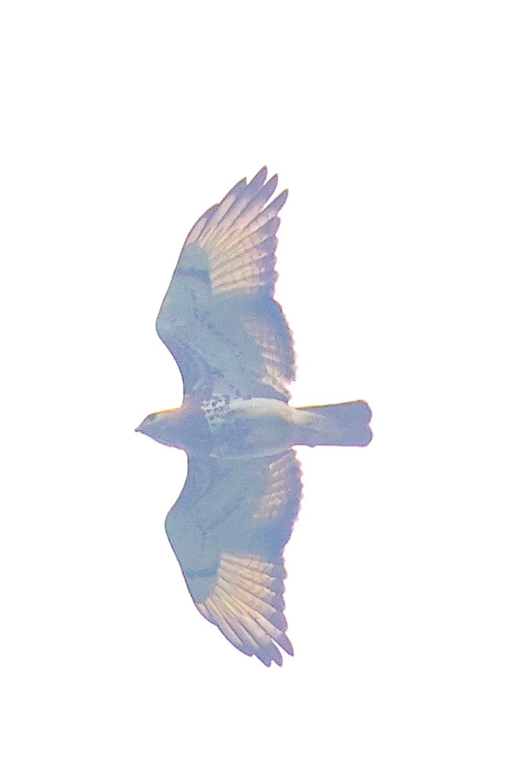 Red-necked Buzzard - ML638859127
