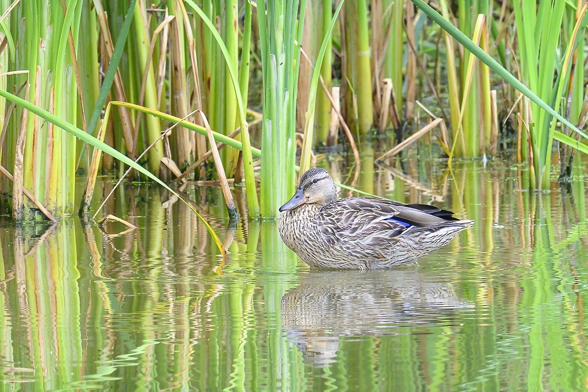 Mallard - ML638859142