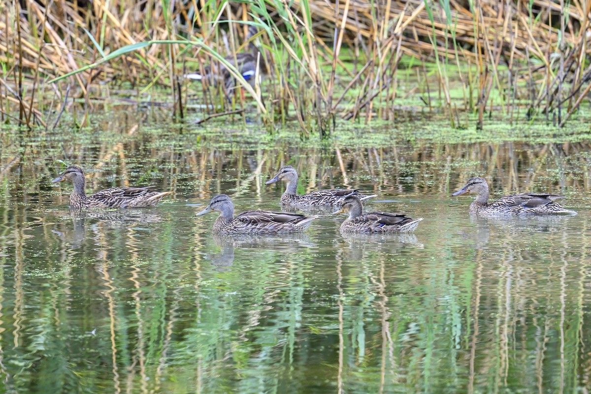 Mallard - ML638859143