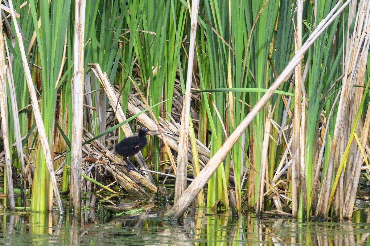 Common Gallinule - ML638859160