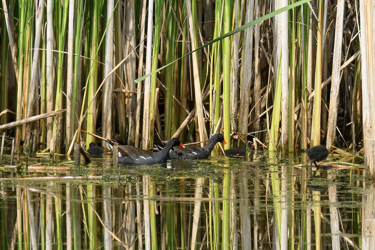 Common Gallinule - ML638859161