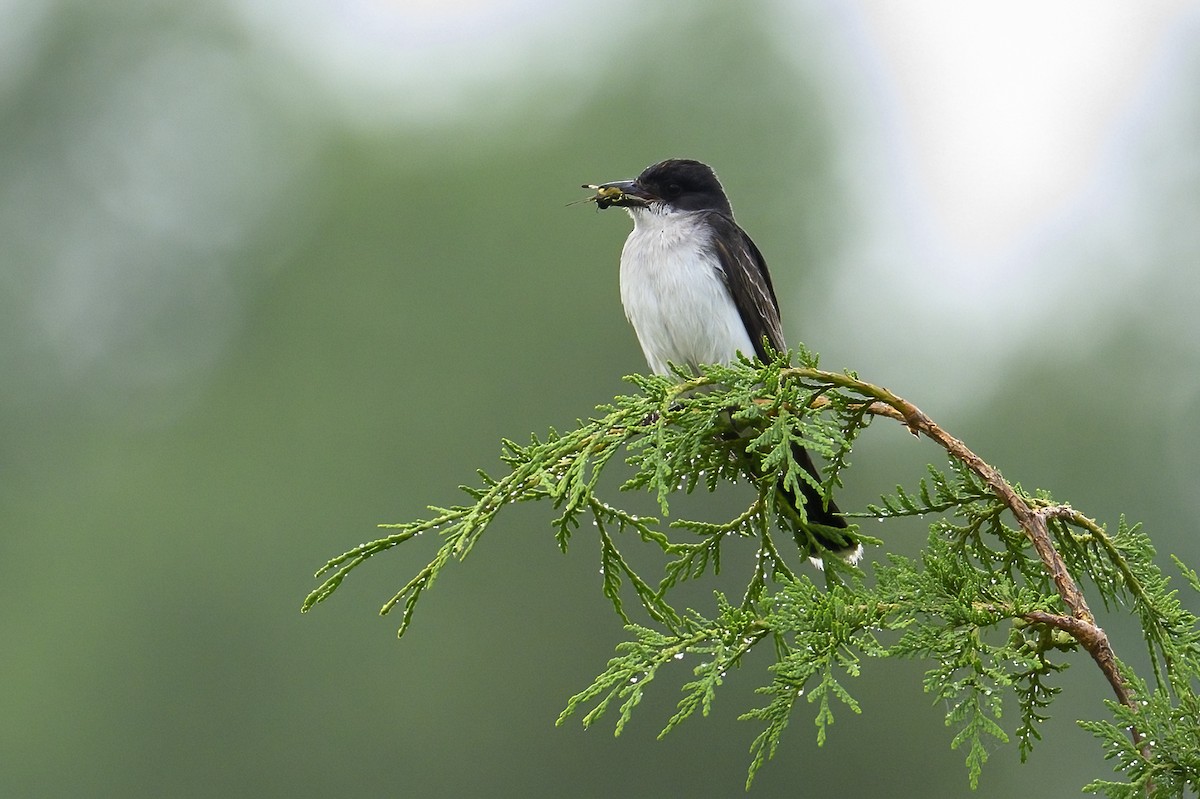 Eastern Kingbird - ML638859176