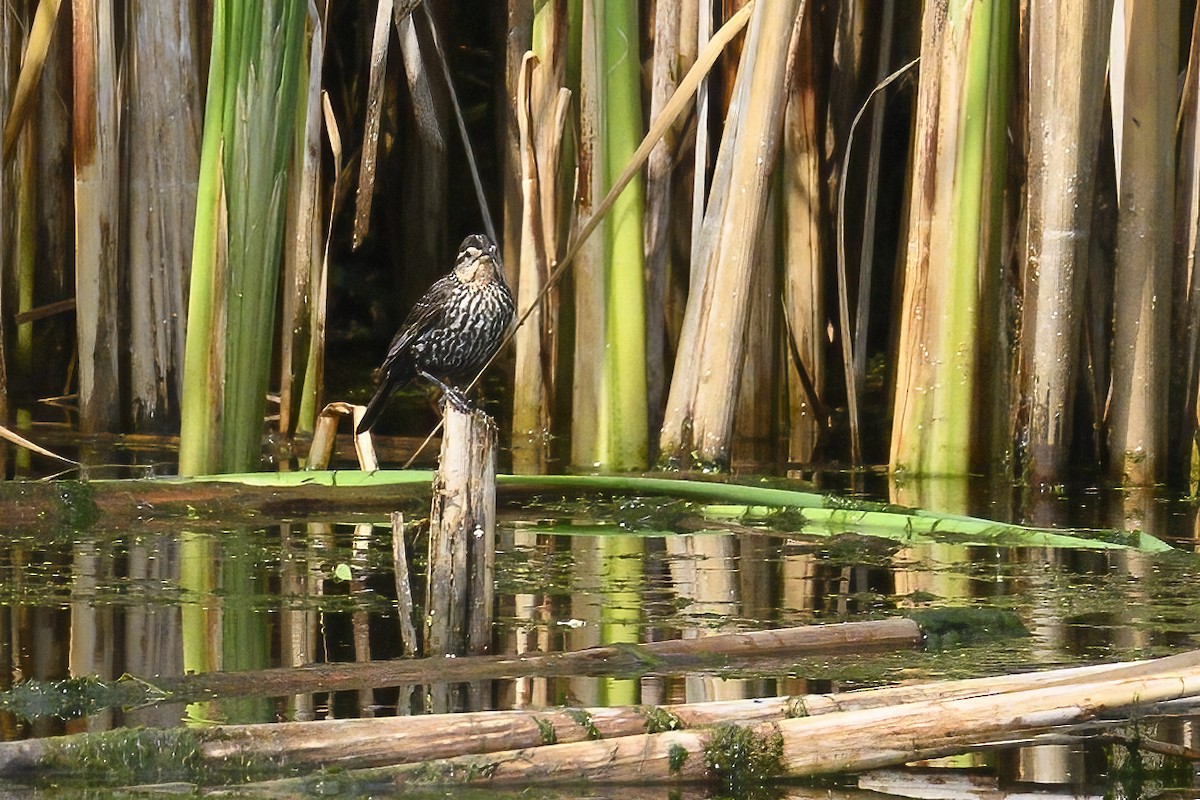 Red-winged Blackbird - ML638859183