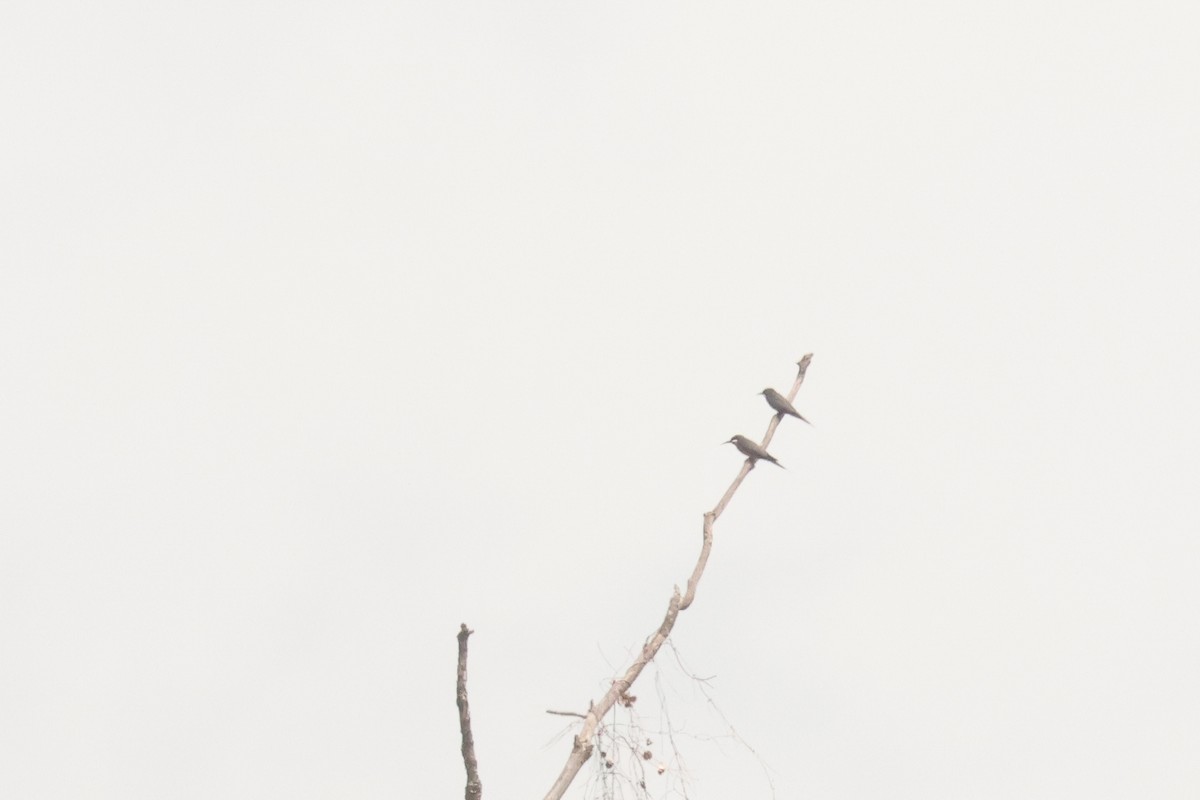 Rosy Bee-eater - ML638859241