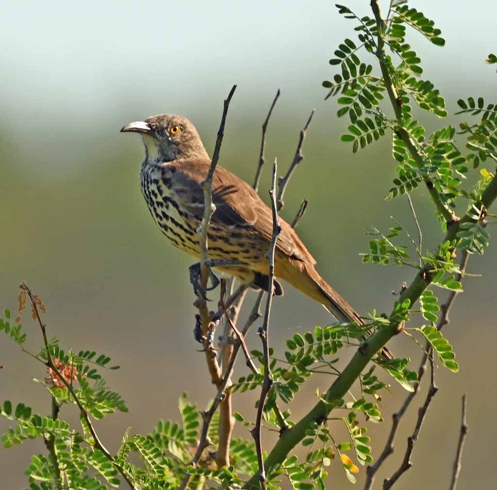 Gray Thrasher - ML638859328