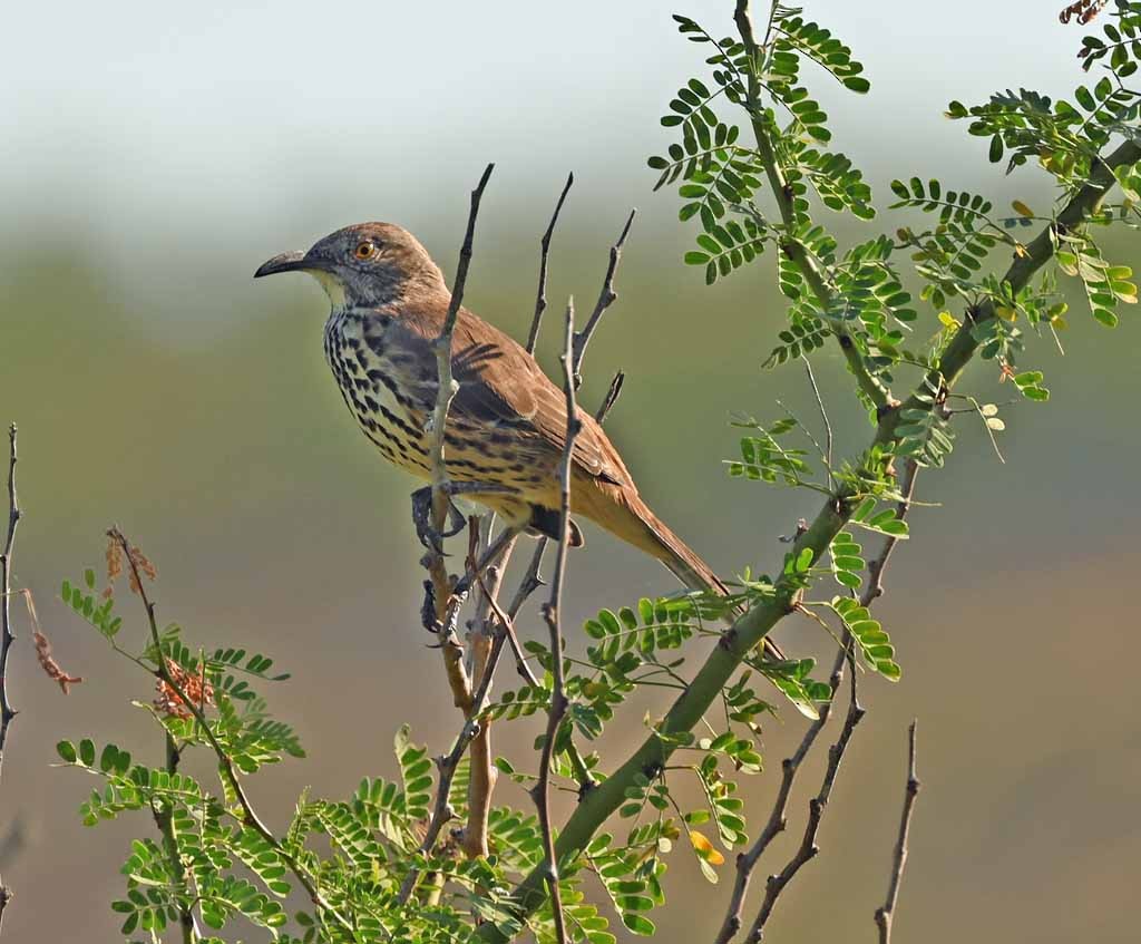 Gray Thrasher - ML638859329