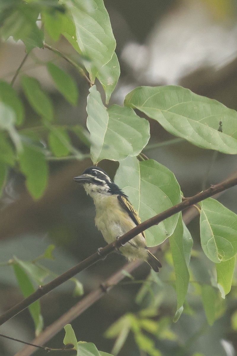 Yellow-rumped Tinkerbird - ML638859335