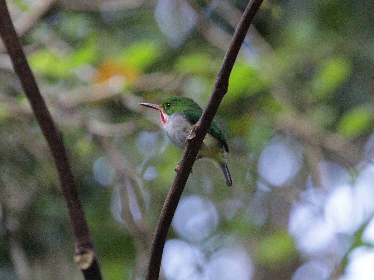 Puerto Rican Tody - ML638859361