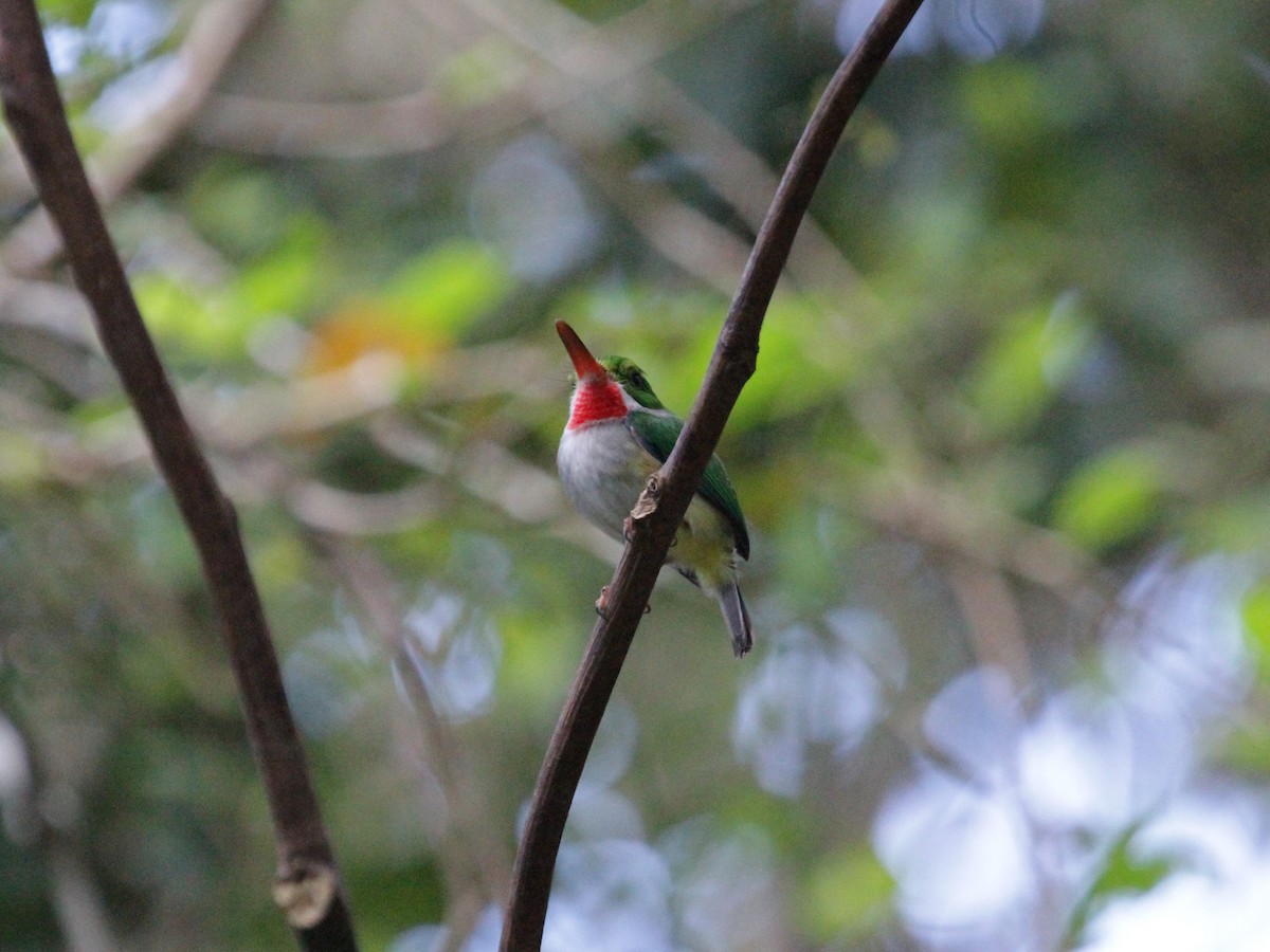 Puerto Rican Tody - ML638859362
