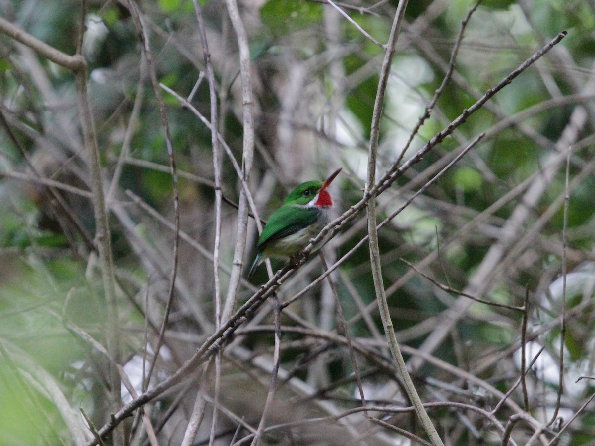 Puerto Rican Tody - ML638859363