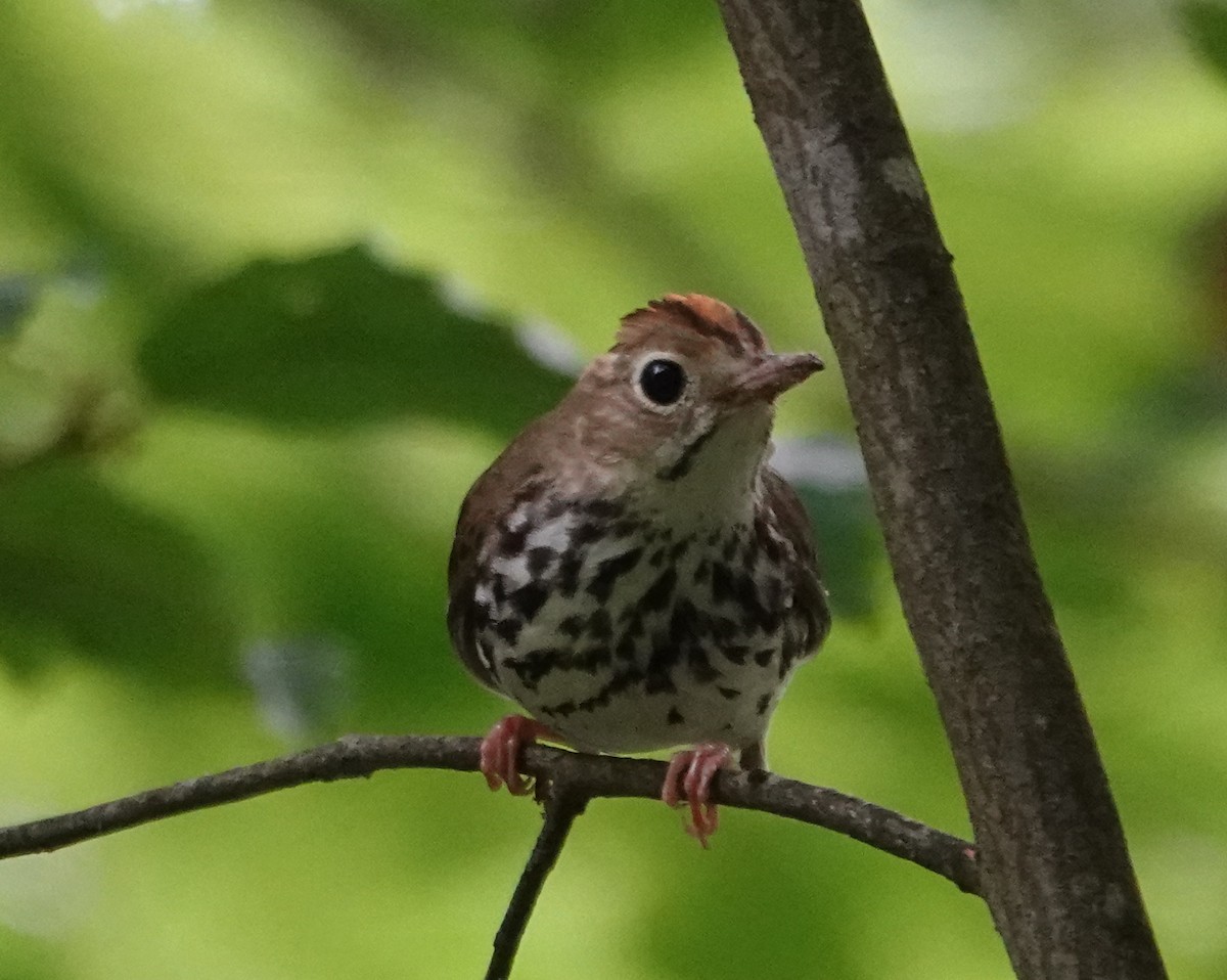Ovenbird - ML638859371