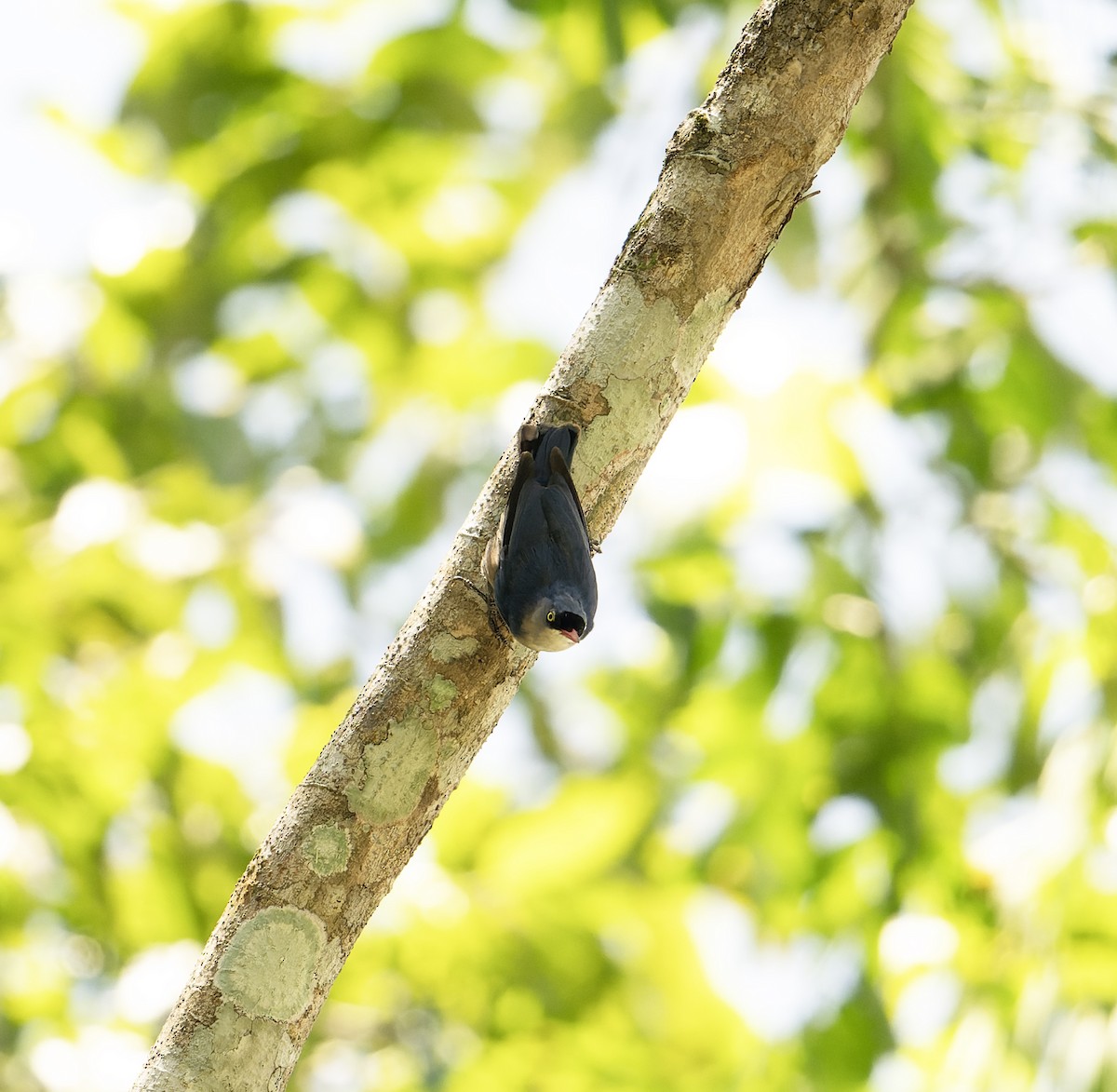Velvet-fronted Nuthatch - ML638859400