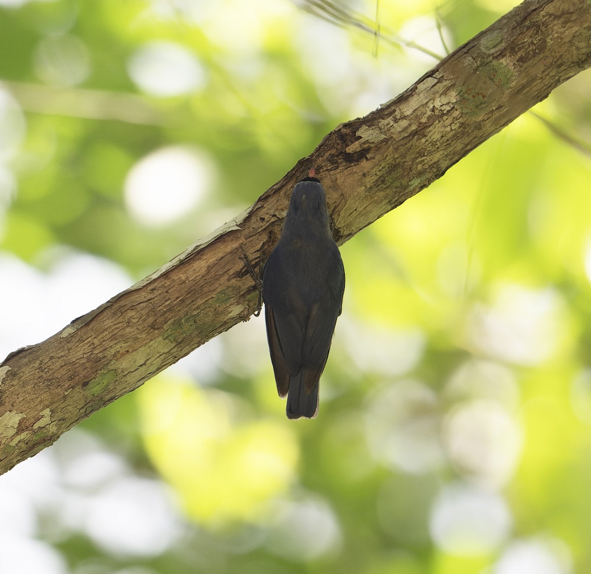 Velvet-fronted Nuthatch - ML638859401