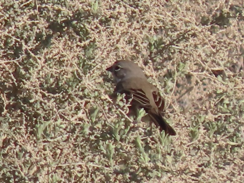 Bell's Sparrow - ML638859510