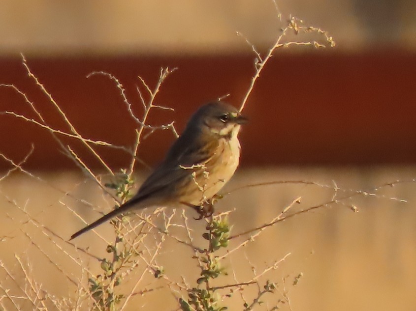 Bell's Sparrow - ML638859519