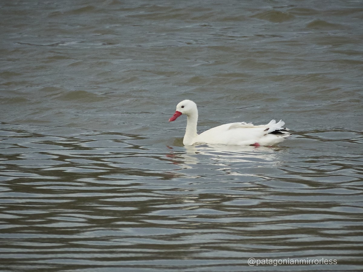 Coscoroba Swan - ML638859529