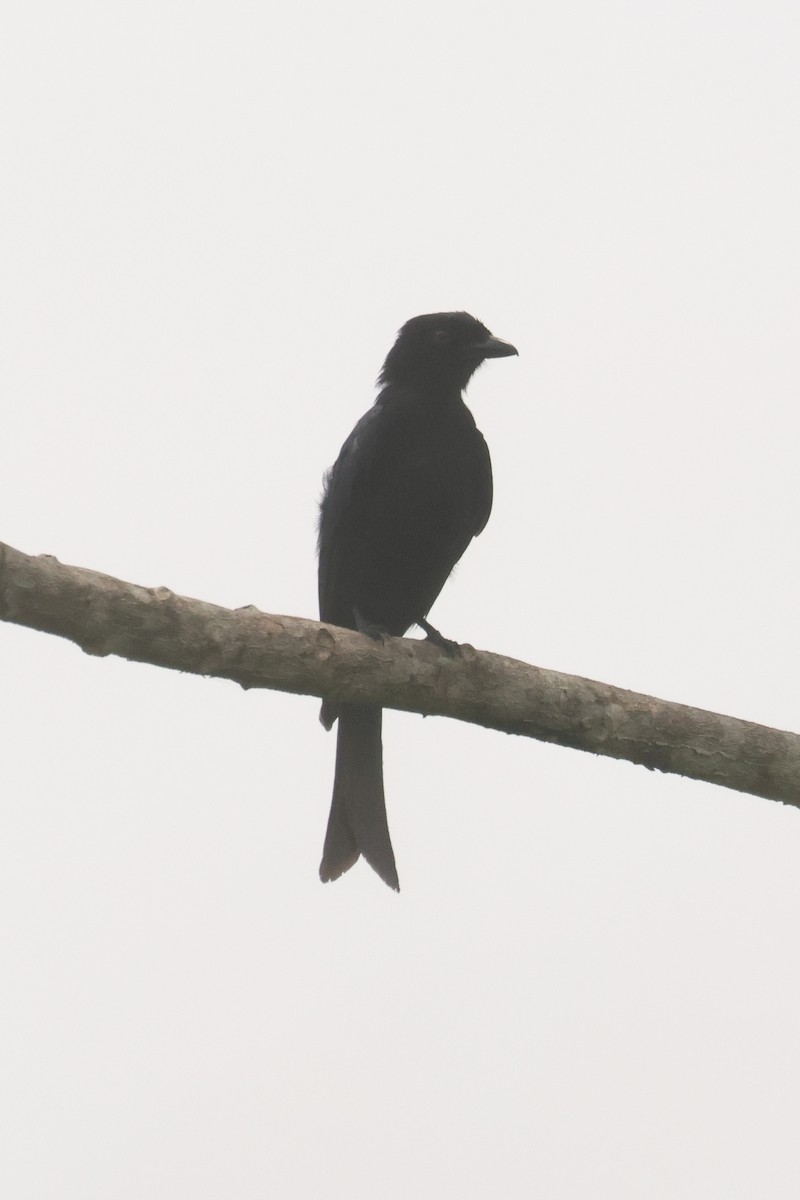 Velvet-mantled Drongo - ML638859590