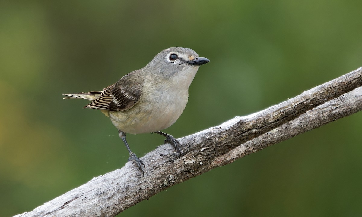 Cassin's Vireo - ML638859593