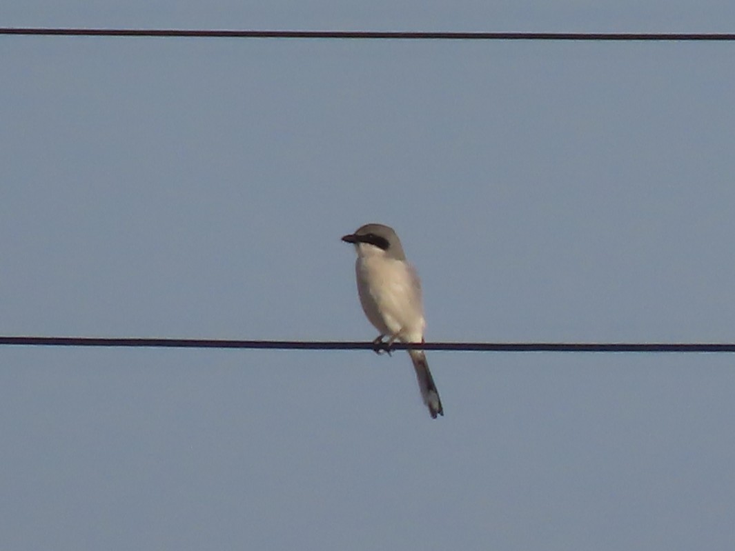 Loggerhead Shrike - ML638859594