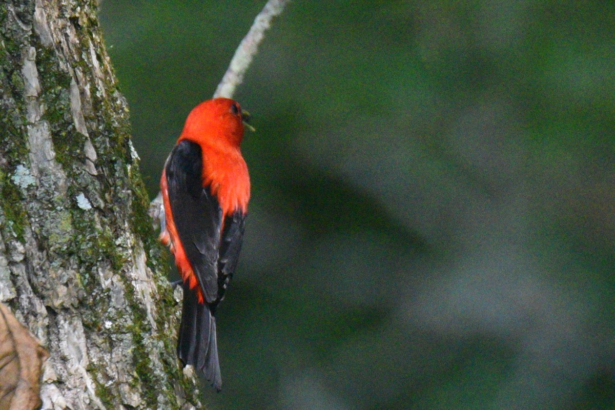 Piranga écarlate - ML638859596
